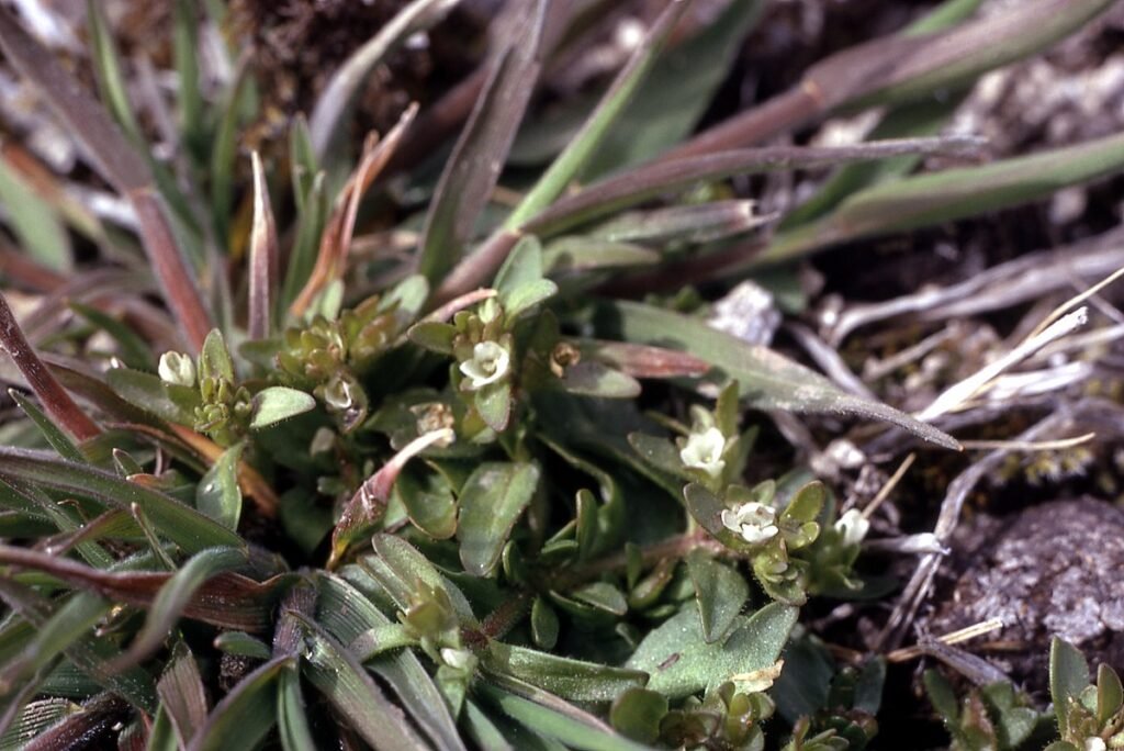 common-species-found-in-the-stream